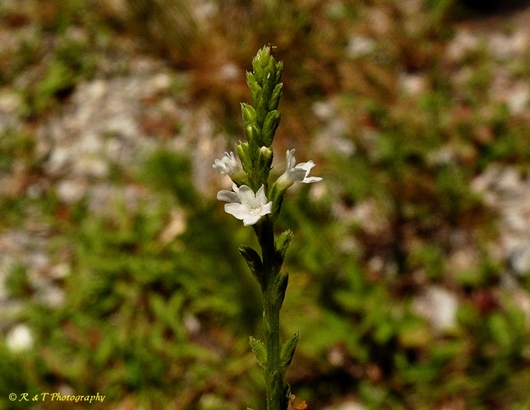 {Verbena urticifolia}
